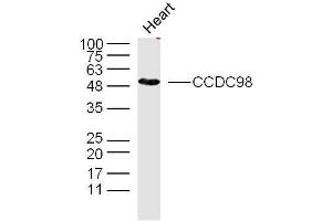Mouse heart lysates probed with CCDC98 Polyclonal Antibody, unconjugated  at 1:300 overnight at 4°C followed by a conjugated secondary antibody at 1:10000 for 90 minutes at 37°C. (CCDC98 antibody  (AA 51-150))