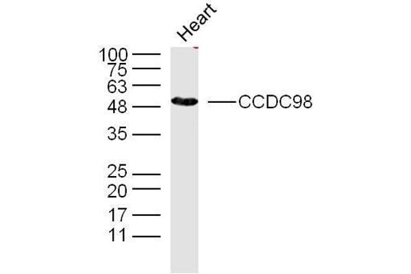 CCDC98 Antikörper  (AA 51-150)