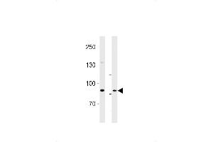 SEB Antibody (C-term) (ABIN1881786 and ABIN2843375) western blot analysis in U87-MG cell line and rat brain lysates (35 μg/lane). (SEMA6B antibody  (C-Term))