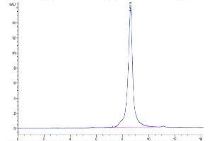 The purity of Biotinylated Human HMGB1 is greater than 95 % as determined by SEC-HPLC. (HMGB1 Protein (AA 1-215) (His tag,Biotin))