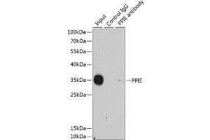 Immunoprecipitation analysis of 200 μg extracts of HeLa cells using 1 μg PPIE antibody . (PPIE antibody  (AA 1-301))