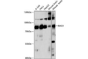 Western blot analysis of extracts of various cell lines, using B antibody (ABIN7265851) at 1:1000 dilution.