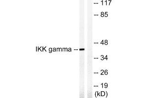 Western Blotting (WB) image for anti-Inhibitor of kappa Light Polypeptide Gene Enhancer in B-Cells, Kinase gamma (IKBKG) (Ser85) antibody (ABIN1848073) (IKBKG antibody  (Ser85))