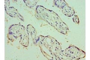 Immunohistochemistry of paraffin-embedded human placenta tissue using ABIN7151764 at dilution of 1:100 (ECE1 antibody  (AA 471-770))