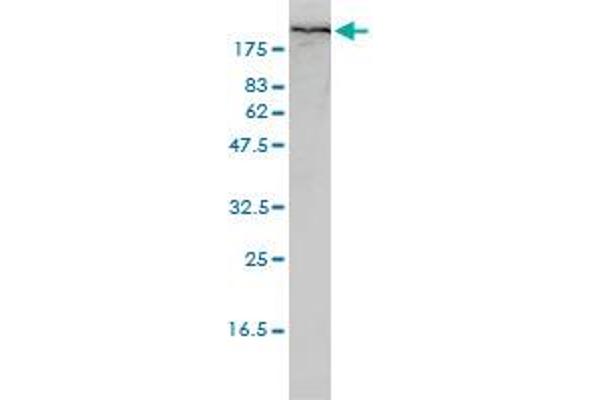 Filamin A antibody  (AA 1-838)