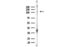 anti-SFRS Protein Kinase 2 (SRPK2) (pThr492) antibody