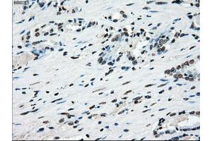 Image no. 17 for anti-P450 (Cytochrome) Oxidoreductase (POR) antibody (ABIN1497746) (POR antibody)