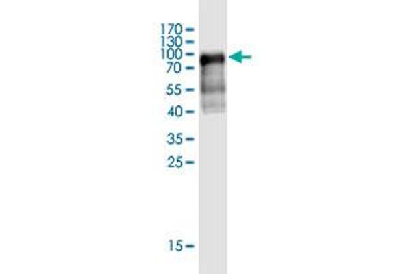 ANKS3 antibody  (AA 1-527)
