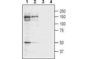 Western blot analysis of rat (lanes 1 and 3) and mouse (lanes 2 and 4) brain membranes: - 1,2. (GRIK4 antibody  (Extracellular, N-Term))