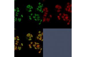 Confocal immunofluorescence of PFA-fixed MCF-7 cells using Heregulin-1 Mouse Monoclonal Antibody (NRG1/2752) followed by Goat-anti Mouse CF488 (green) and Reddot is used to label the nuclei red. (Neuregulin 1 antibody  (AA 21-242))