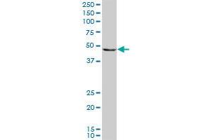 PAX8 monoclonal antibody (M09), clone 3H7. (PAX8 antibody  (AA 1-450))