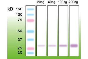 Western Blotting (WB) image for anti-Trysin (N-Term) antibody (ABIN870337) (Trysin (N-Term) antibody)