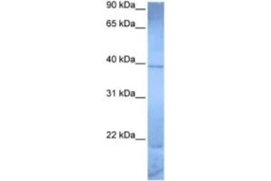Western Blotting (WB) image for anti-Zinc Finger Protein 121 (ZNF121) antibody (ABIN2463330) (ZNF121 antibody)