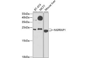 Western blot analysis of extracts of various cell lines, using NGFR Antibody (ABIN6130898, ABIN6144616, ABIN6144617 and ABIN6223129) at 1:1000 dilution. (Nerve Growth Factor Receptor (TNFRSF16) Associated Protein 1 (NGFRAP1) (AA 1-111) antibody)
