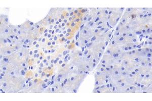 Detection of TF in Rabbit Pancreas Tissue using Polyclonal Antibody to Tissue Factor (TF) (Tissue factor antibody  (AA 33-292))