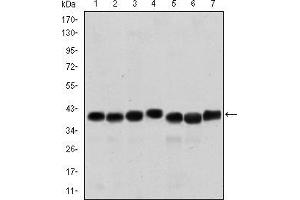 Western blot analysis using SMN1 mouse mAb against HepG2 (1), Hela (2), K562 (3), Jurkat (4), SKBR-3 (5), A431 (6) and Cos7 (7) cell lysate. (SMN1 antibody)