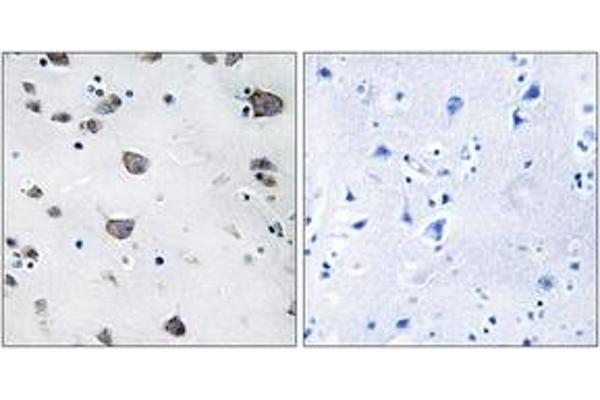 AIFM3 antibody  (AA 10-59)