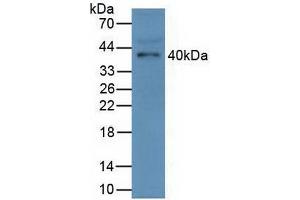 Western blot analysis of Mouse Serum. (FCN1 antibody  (AA 25-317))