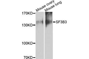 Western blot analysis of extracts of mouse tissues, using SF3B3 antibody. (SF3B3 antibody)
