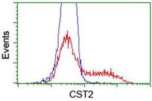 Image no. 2 for anti-Cystatin SA (CST2) antibody (ABIN1497758) (CST2 antibody)