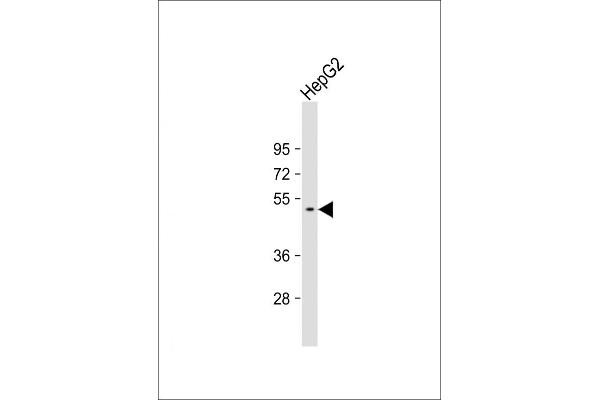 GTDC1 antibody  (AA 278-304)