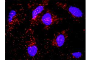 Proximity Ligation Assay (PLA) image for anti-Platelet/endothelial Cell Adhesion Molecule (PECAM1) (AA 1-738) antibody (ABIN518776)