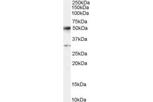 ABIN184639 staining (0. (ATF2 antibody  (C-Term))