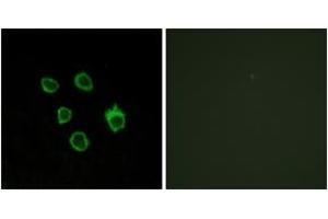 Immunofluorescence analysis of COS7 cells, using FZD5 Antibody. (FZD5 antibody  (AA 31-80))