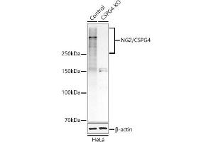 Western blot analysis of extracts from normal (control) and NG2/CSPG4 knockout (KO) HeLa cells, using NG2/CSPG4 antibody (ABIN1679389, ABIN3017852, ABIN3017853 and ABIN5664347) at 1:1000 dilution. (NG2 antibody  (AA 1950-2210))