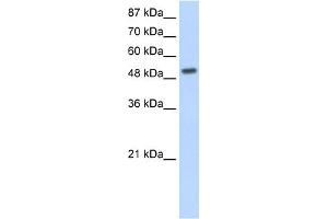 WB Suggested Anti-NR2E3 Antibody Titration:  1. (NR2E3 antibody  (N-Term))