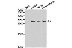 Western Blotting (WB) image for anti-Interleukin 7 (IL7) antibody (ABIN1873218) (IL-7 antibody)