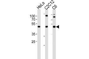 Western blot analysis of lysates from HeLa, mouse C2C12, rat C6 cell line (from left to right), using FAH1B1 Antibody (N-term) (ABIN6243934 and ABIN6577633). (PAFAH1B1 antibody  (N-Term))