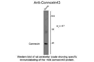 Western Blot of Anti-Connexin 43 (Rabbit) Antibody - 612-401-D22 Western Blot of Anti-Connexin 43 (Rabbit) Antibody.