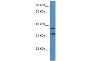 Image no. 1 for anti-Mortality Factor 4 Like 1 (MORF4L1) (AA 36-85) antibody (ABIN6740315) (MORF4L1 antibody  (AA 36-85))