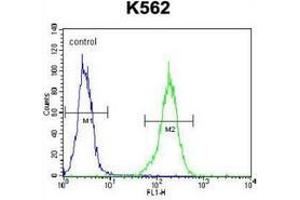 Flow cytometric analysis of K562 cells (right histogram) compared to a negative control cell (left histogram) using NKAIN1 / FAM77C  Antibody (C-term), followed by FITC-conjugated goat-anti-rabbit secondary antibodies. (NKAIN1 antibody  (C-Term))