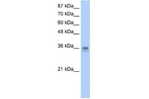 WB Suggested Anti-NANOG Antibody Titration:  0. (Nanog antibody  (N-Term))