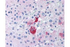 Anti-EPHX2 antibody IHC of human adrenal. (EPHX2 antibody  (N-Term))