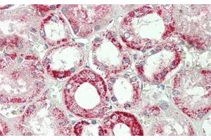 Detection of AST2 in Human Kidney Tissue using Polyclonal Antibody to Aspartate Aminotransferase 2 (AST2) (GOT2 antibody  (AA 30-430))