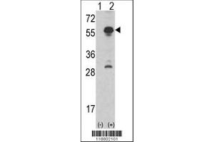 293 cell lysates (2 ug/lane) either nontransfected (Lane 1) or transiently transfected with the INHA gene (Lane 2). (Inhibin alpha antibody  (N-Term))