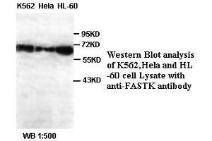 Image no. 1 for anti-Fas-Activated serine/threonine Kinase (FASTK) antibody (ABIN791152) (FASTK antibody)