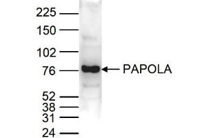 Western Blot of anti-PAPOLA antibody Western Blot results of Rabbit anti-PAPOLA antibody. (PAPOLA antibody  (C-Term))