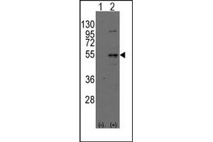 Image no. 1 for anti-Dystrobrevin Binding Protein 1 (DTNBP1) (N-Term) antibody (ABIN357845) (DTNBP1 antibody  (N-Term))