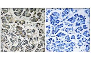 Immunohistochemistry analysis of paraffin-embedded human pancreas tissue using NDUFA8 antibody.