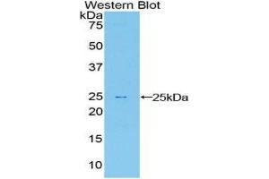 Western Blotting (WB) image for anti-Sprouty Homolog 1, Antagonist of FGF Signaling (SPRY1) (AA 118-309) antibody (ABIN1860620) (SPRY1 antibody  (AA 118-309))