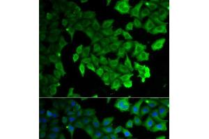 Immunofluorescence analysis of HeLa cells using LC3A/LC3B Polyclonal Antibody (LC3A / LC3B antibody)