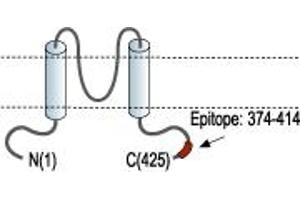 Potassium Inwardly-Rectifying Channel, Subfamily J, Member 6 (KCNJ6) peptide