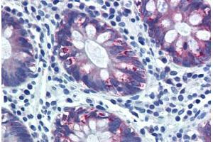 Human Colon (formalin-fixed, paraffin-embedded) stained with AGR2 antibody ABIN291006 at 20 ug/ml followed by biotinylated goat anti-rabbit IgG secondary antibody ABIN481713, alkaline phosphatase-streptavidin and chromogen. (AGR2 antibody  (AA 55-72))