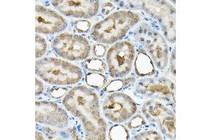 Immunohistochemistry of paraffin-embedded rat kidney using RBBP9 Rabbit pAb (ABIN6129095, ABIN6146752, ABIN6146753 and ABIN6220638) at dilution of 1:200 (40x lens). (RBBP9 antibody  (AA 1-186))