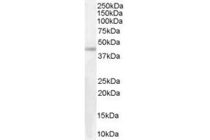 ABIN185395 (0. (Arrestin 3 antibody  (Internal Region))