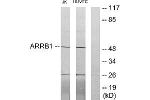 Western blot analysis of extracts from Jurkat cells and HUVEC cells, using ARRB1 antibody. (beta Arrestin 1 antibody)